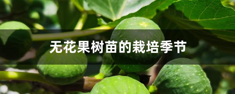 无花果树苗的栽培季节 无花果树苗的栽培季节