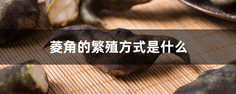 菱角的繁殖方式是什么 菱角的繁殖方式是什么