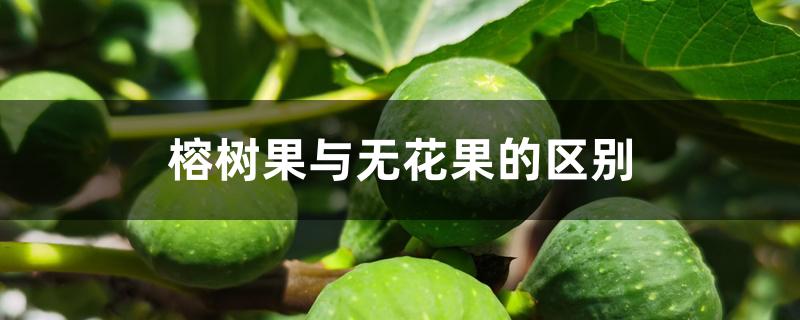 榕树果与无花果的区别 榕树果与无花果的区别