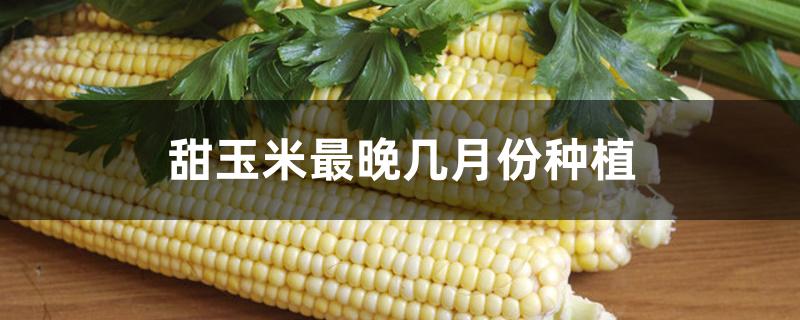 甜玉米最晚几月份种植 甜玉米最晚几月份种植