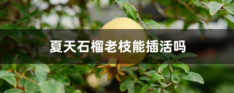 夏天石榴老枝能插活吗