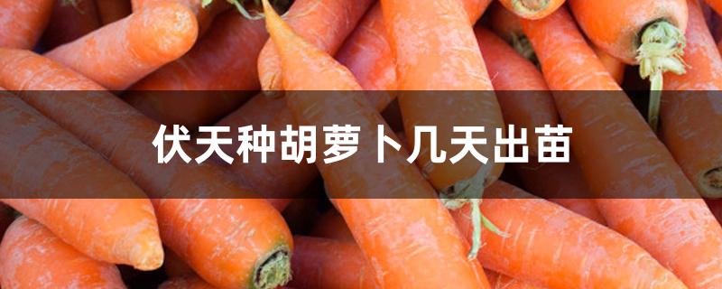 伏天种胡萝卜几天出苗 伏天种胡萝卜几天出苗