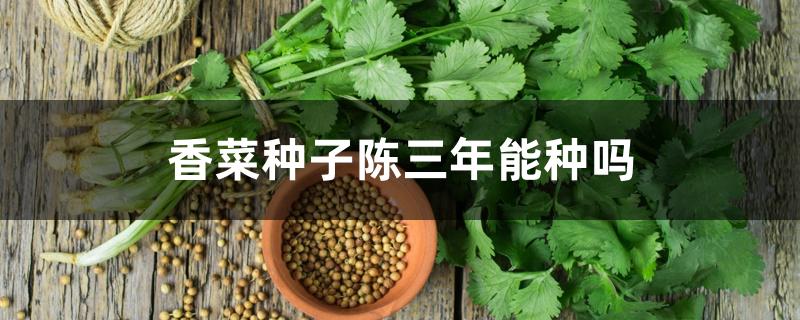 香菜种子陈三年能种吗 香菜种子陈三年能种吗