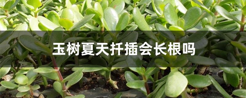 玉树夏天扦插会长根吗 玉树夏天扦插会长根吗