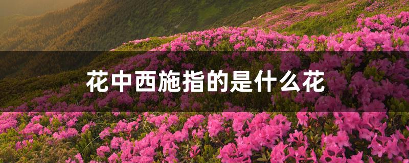 花中西施指的是什么花