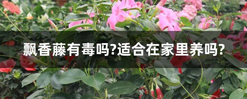 飘香藤有毒吗?适合在家里养吗? 飘香藤有毒吗?适合在家里养吗?
