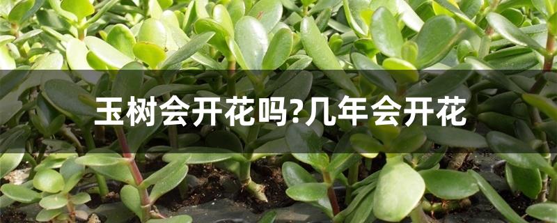 玉树会开花吗?几年会开花 玉树会开花吗?几年会开花