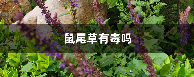 鼠尾草有毒吗 鼠尾草有毒吗