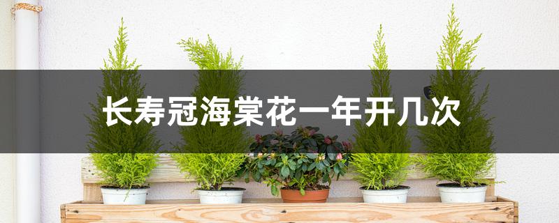 长寿冠海棠花一年开几次 长寿冠海棠花一年开几次
