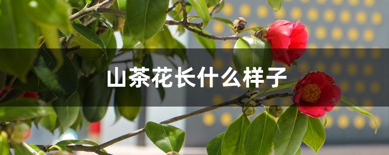 山茶花长什么样子 山茶花长什么样子
