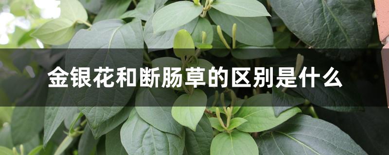 金银花和断肠草的区别是什么 金银花和断肠草的区别是什么