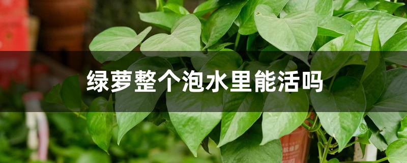 绿萝整个泡水里能活吗 绿萝整个泡水里能活吗