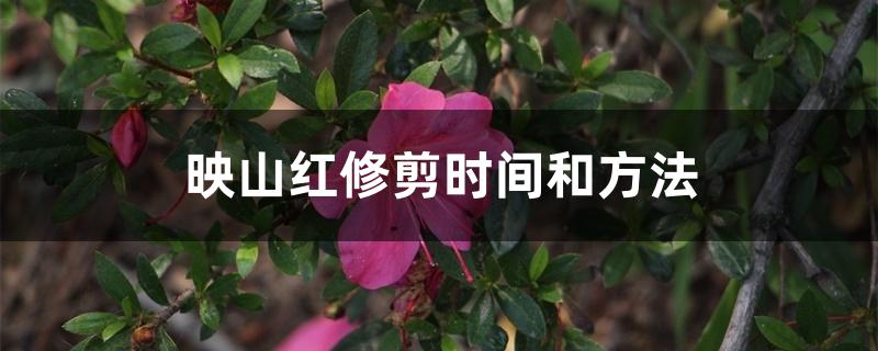 映山红修剪时间和方法 映山红修剪时间和方法