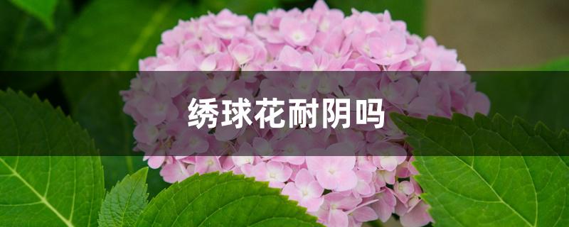 绣球花耐阴吗 绣球花耐阴吗