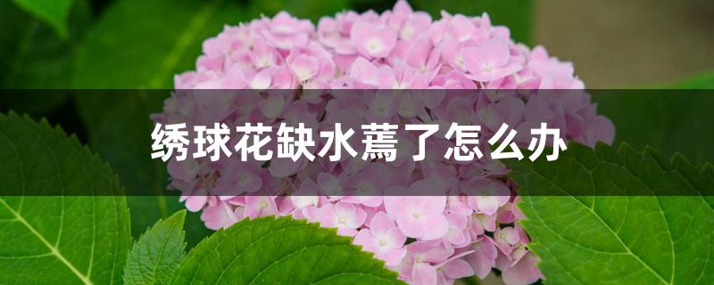 绣球花缺水蔫了怎么办 绣球花缺水蔫了怎么办