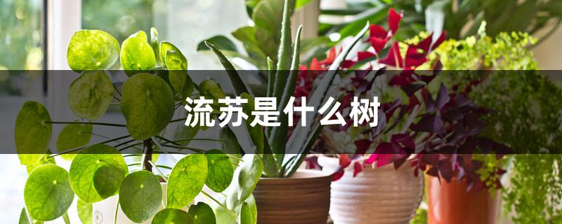 流苏是什么树 流苏是什么树