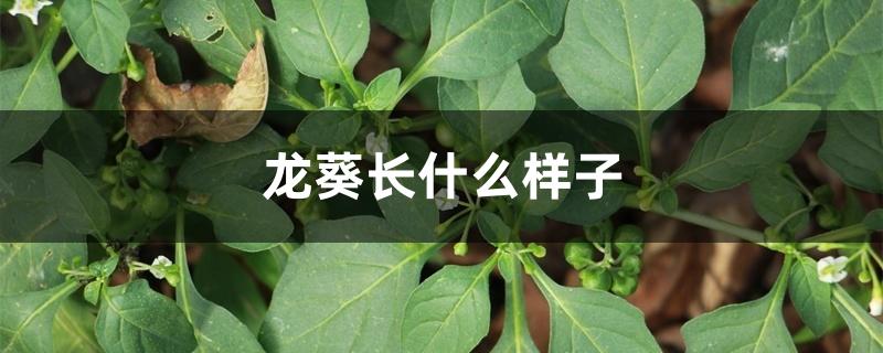 龙葵长什么样子 龙葵长什么样子