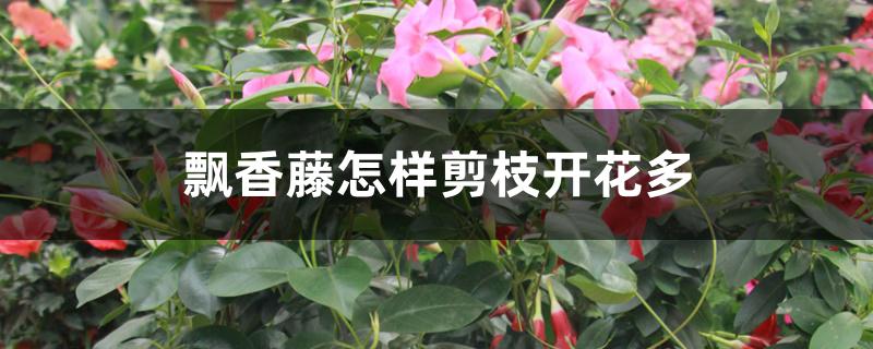 飘香藤怎样剪枝开花多 飘香藤怎样剪枝开花多