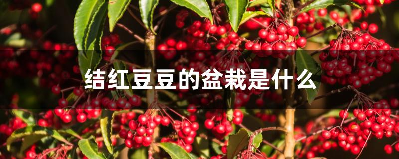 结红豆豆的盆栽是什么 结红豆豆的盆栽是什么