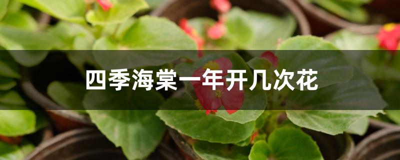 四季海棠一年开几次花 四季海棠一年开几次花