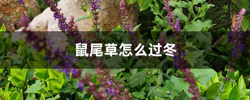 鼠尾草怎么过冬 鼠尾草怎么过冬