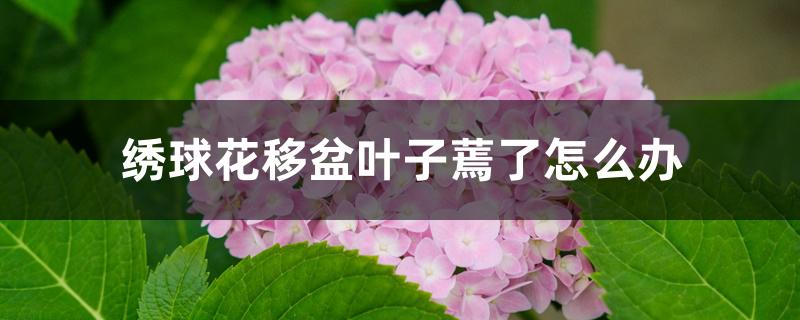 绣球花移盆叶子蔫了怎么办 绣球花移盆叶子蔫了怎么办