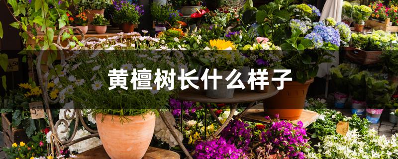 黄檀树长什么样子 黄檀树长什么样子