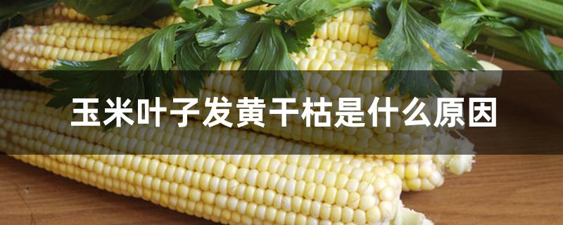玉米叶子发黄干枯是什么原因 玉米叶子发黄干枯是什么原因