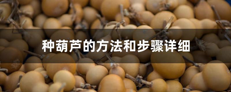 种葫芦的方法和步骤详细 种葫芦的方法和步骤详细