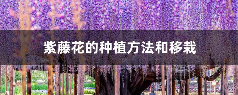 紫藤花的种植方法和移栽 紫藤花的种植方法和移栽
