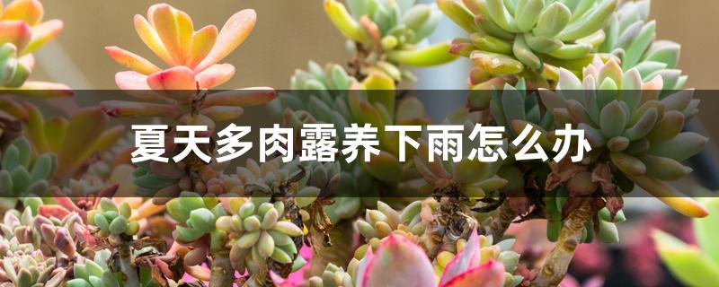 夏天多肉露养下雨怎么办 夏天多肉露养下雨怎么办
