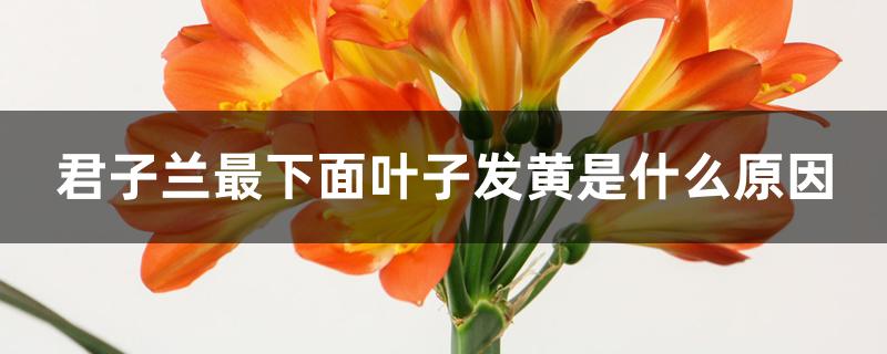 君子兰最下面叶子发黄是什么原因 君子兰最下面叶子发黄是什么原因