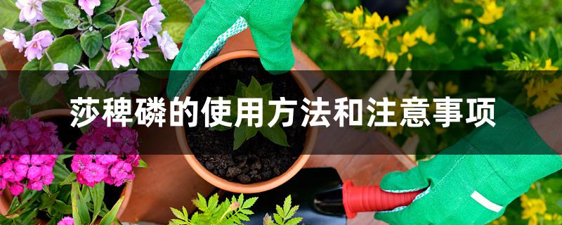 莎稗磷的使用方法和注意事项 莎稗磷的使用方法和注意事项
