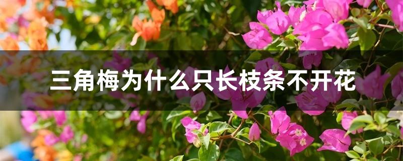 三角梅为什么只长枝条不开花 三角梅为什么只长枝条不开花