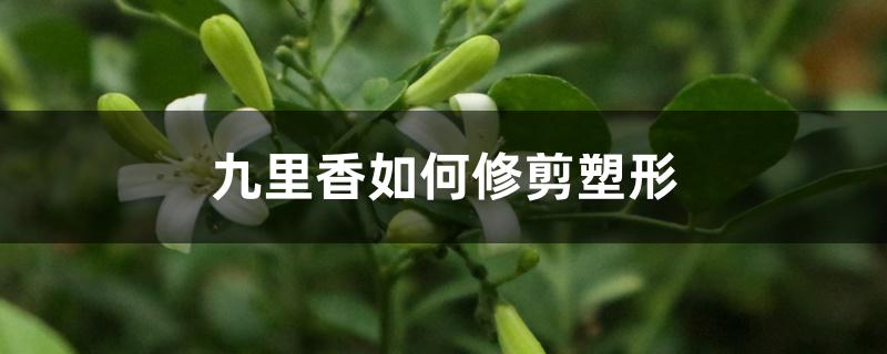 九里香如何修剪塑形 九里香如何修剪塑形