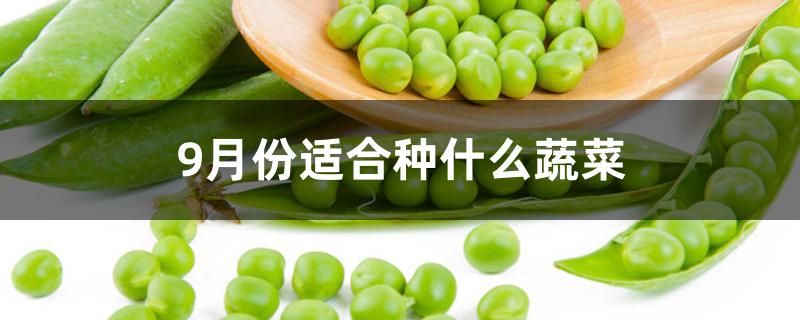 9月份适合种什么蔬菜 9月份适合种什么蔬菜