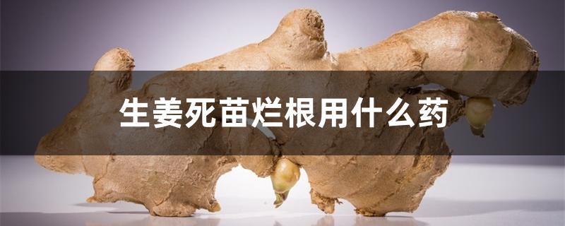 生姜死苗烂根用什么药 生姜死苗烂根用什么药