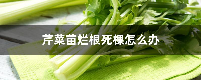 芹菜苗烂根死棵怎么办 芹菜苗烂根死棵怎么办