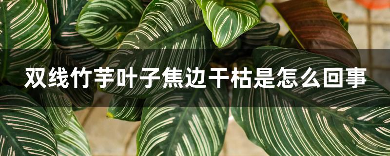 双线竹芋叶子焦边干枯是怎么回事 双线竹芋叶子焦边干枯是怎么回事