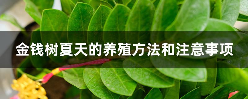 金钱树夏天的养殖方法和注意事项 金钱树夏天的养殖方法和注意事项