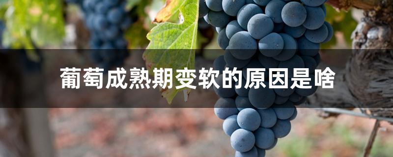 葡萄成熟期变软的原因是啥 葡萄成熟期变软的原因是啥