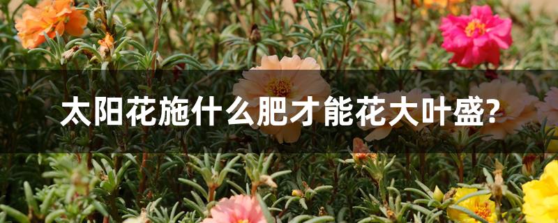 太阳花施什么肥才能花大叶盛? 太阳花施什么肥才能花大叶盛?
