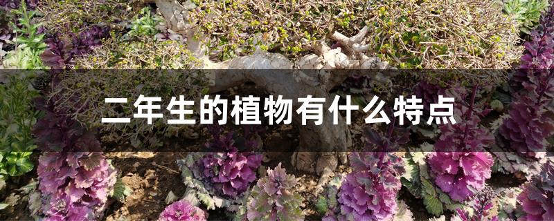 二年生的植物有什么特点 二年生的植物有什么特点