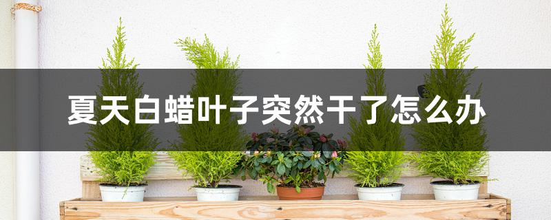 夏天白蜡叶子突然干了怎么办 夏天白蜡叶子突然干了怎么办