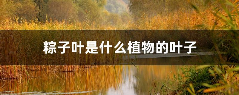 粽子叶是什么植物的叶子 粽子叶是什么植物的叶子