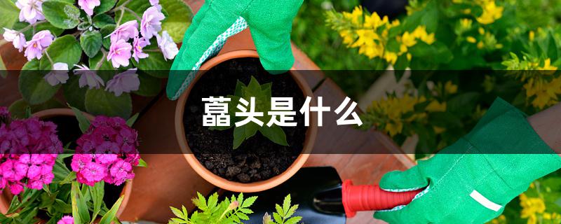 藠头是什么 藠头是什么