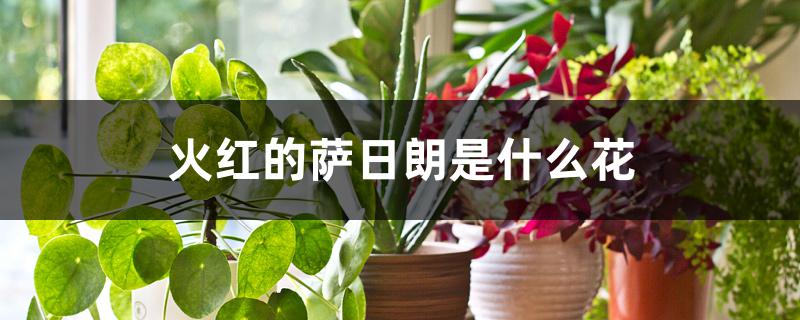 火红的萨日朗是什么花 火红的萨日朗是什么花