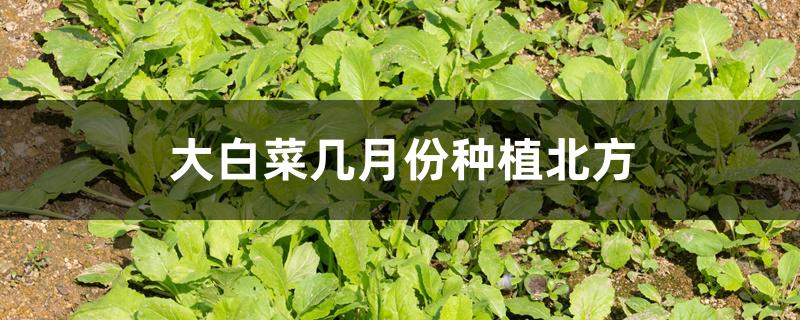 大白菜几月份种植北方 大白菜几月份种植北方