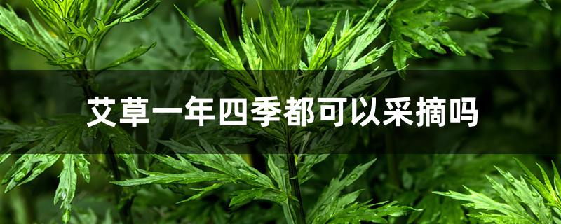 艾草一年四季都可以采摘吗 艾草一年四季都可以采摘吗