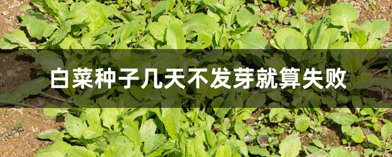 白菜种子几天不发芽就算失败 白菜种子几天不发芽就算失败